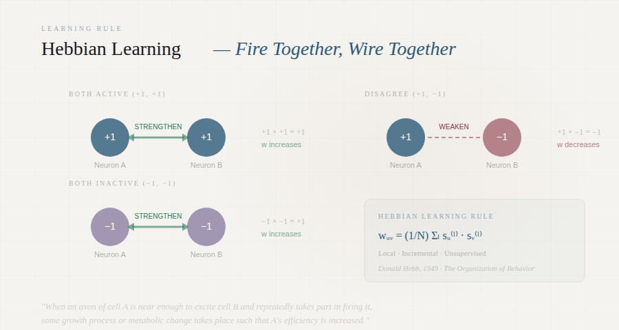 hebbian learning synapse
