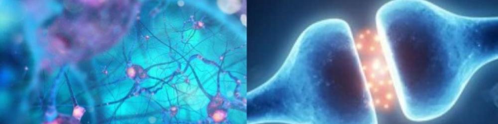 how-to-use-neuroscience-in-life-and-work